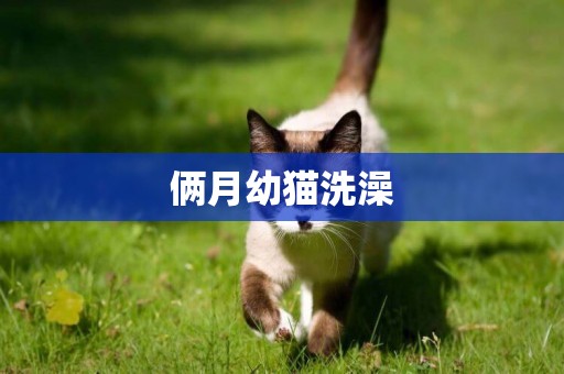倆月幼貓洗澡