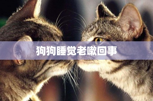 狗狗睡覺老嗽回事