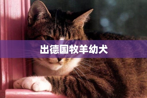 出德國牧羊幼犬