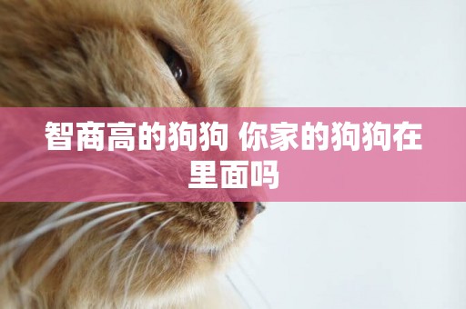 智商高的狗狗 你家的狗狗在里面嗎