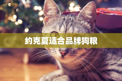 約克夏適合品牌狗糧