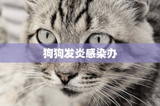 狗狗發炎感染辦