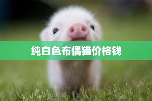 純白色布偶貓價格錢