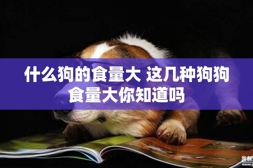 什么狗的食量大 這幾種狗狗食量大你知道嗎
