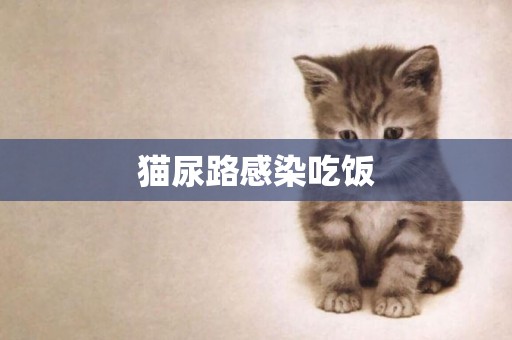 貓尿路感染吃飯