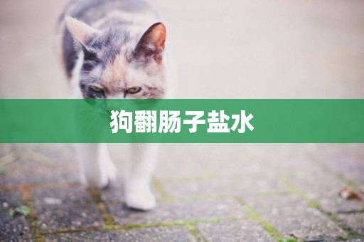 狗翻腸子鹽水