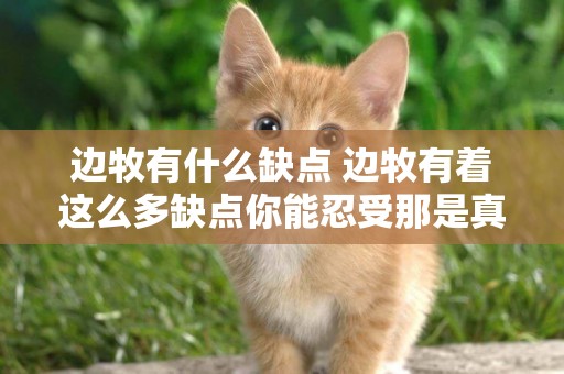 邊牧有什么缺點 邊牧有著這么多缺點你能忍受那是真愛！