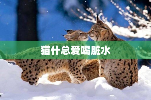 貓什總愛喝臟水