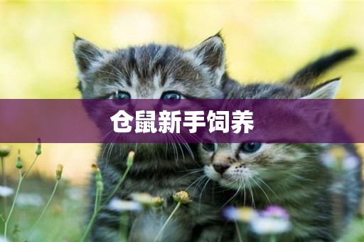倉鼠新手飼養