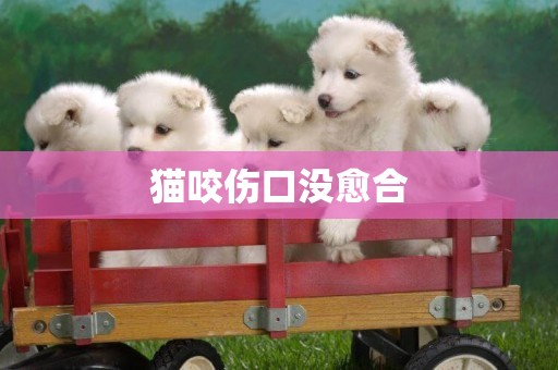 貓咬傷口沒愈合