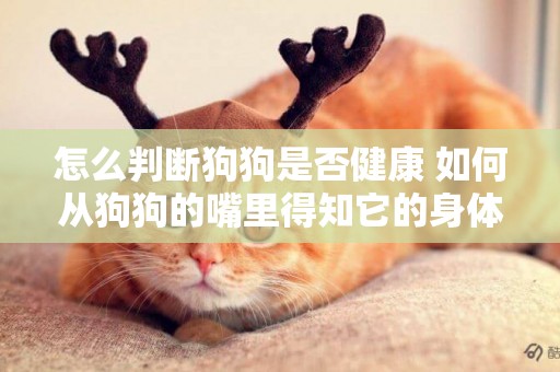 怎么判斷狗狗是否健康 如何從狗狗的嘴里得知它的身體情況