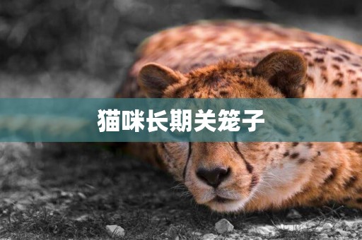 貓咪長期關籠子