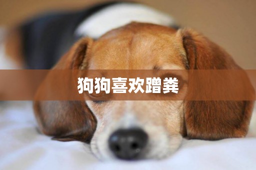 狗狗喜歡蹭糞