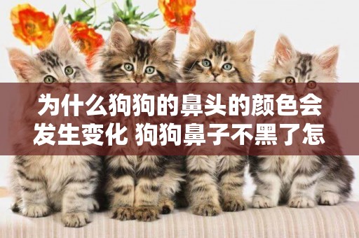 為什么狗狗的鼻頭的顏色會發生變化 狗狗鼻子不黑了怎么辦