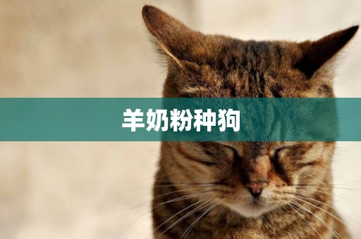 羊奶粉種狗