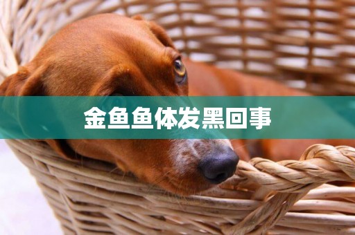 金魚魚體發黑回事