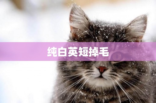 純白英短掉毛