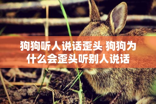 狗狗聽人說話歪頭 狗狗為什么會歪頭聽別人說話