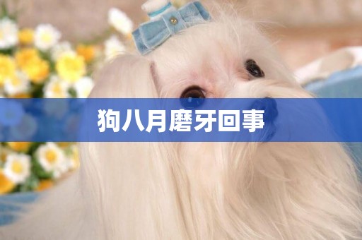 狗八月磨牙回事