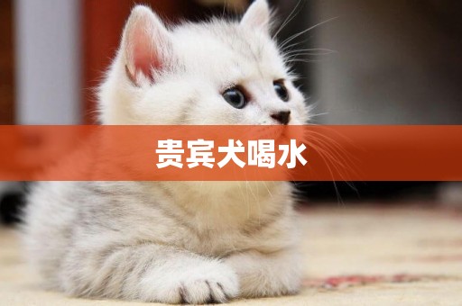 貴賓犬喝水