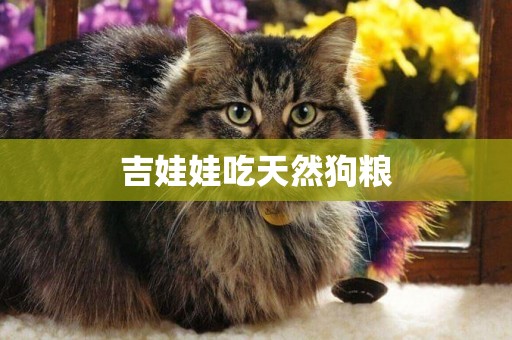 吉娃娃吃天然狗糧