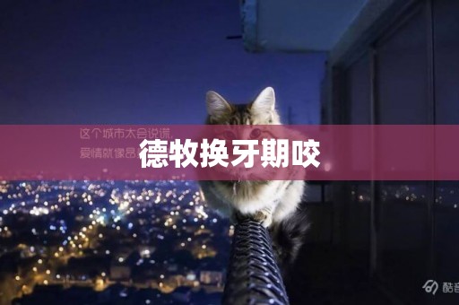 德牧換牙期咬