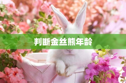 判斷金絲熊年齡