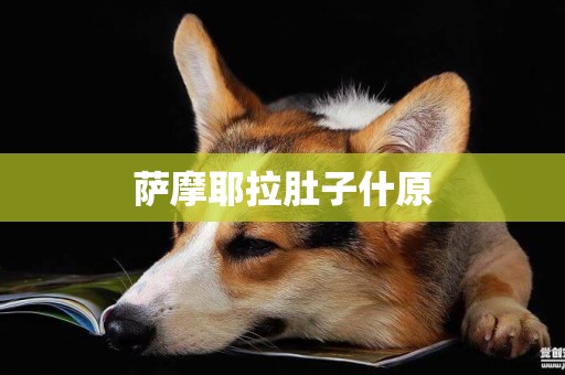 薩摩耶拉肚子什原