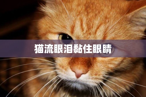 貓流眼淚黏住眼睛