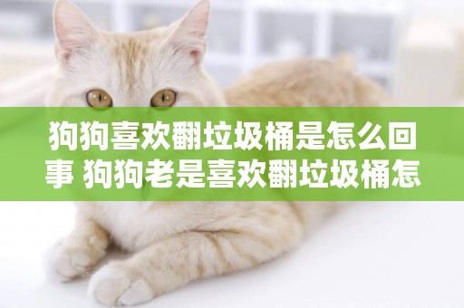狗狗喜歡翻垃圾桶是怎么回事 狗狗老是喜歡翻垃圾桶怎么辦