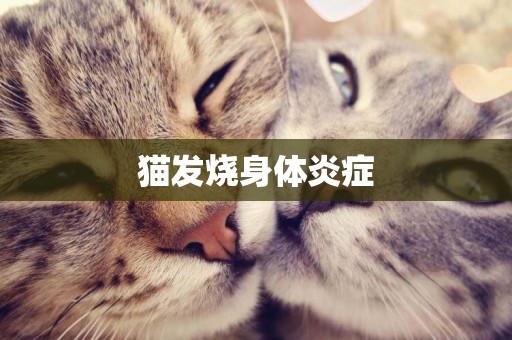 貓發燒身體炎癥