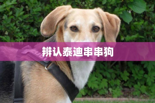 辨認泰迪串串狗