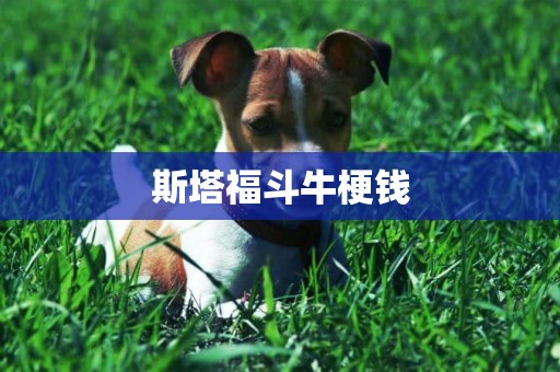 斯塔福斗牛梗錢