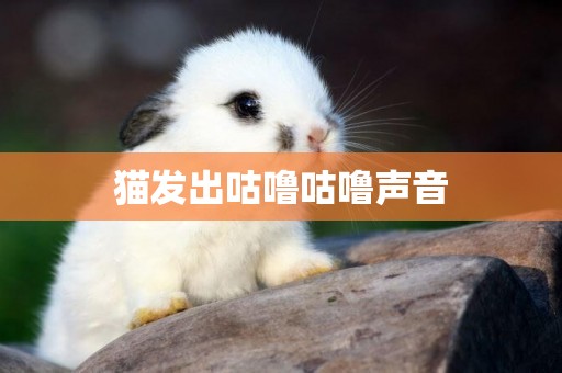 貓發出咕嚕咕嚕聲音