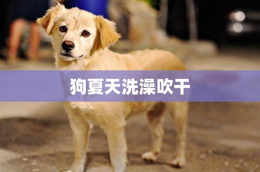 狗夏天洗澡吹干
