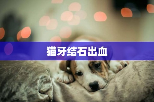 貓牙結石出血