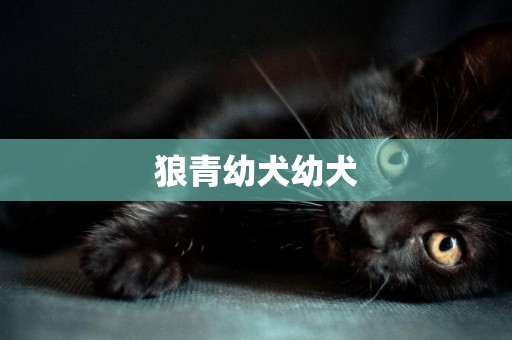 狼青幼犬幼犬