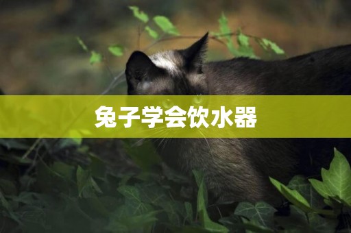 兔子學會飲水器