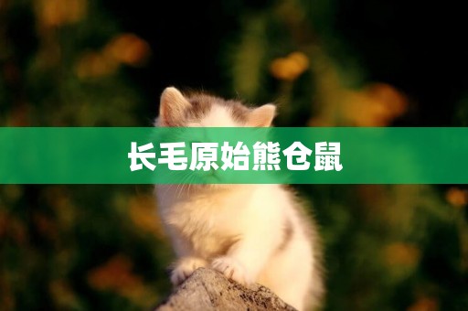 長毛原始熊倉鼠
