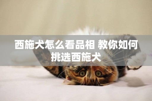 西施犬怎么看品相 教你如何挑選西施犬 西施犬怎么看品相 教你如何挑選西施犬