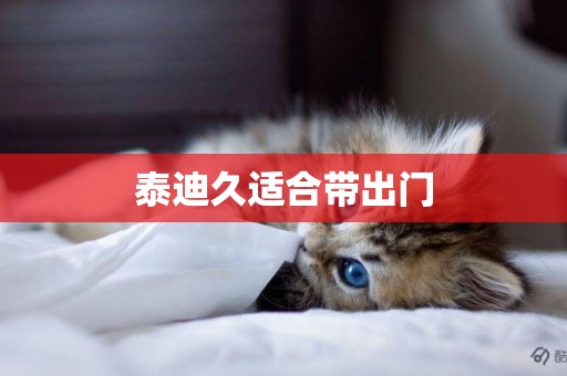 泰迪久適合帶出門