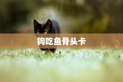 狗吃魚骨頭卡