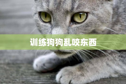 訓練狗狗亂咬東西