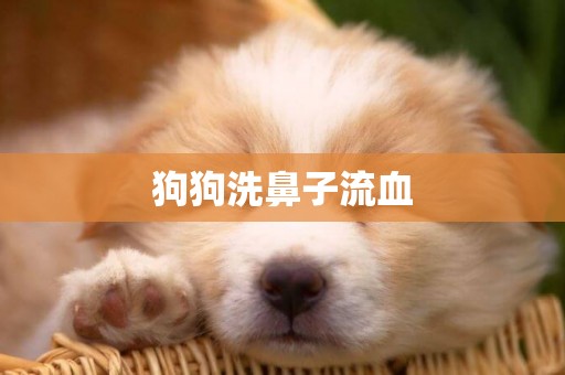 狗狗洗鼻子流血
