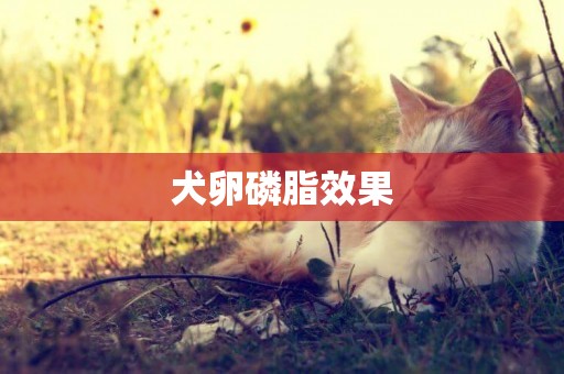 犬卵磷脂效果