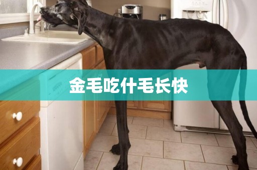 金毛吃什毛長快