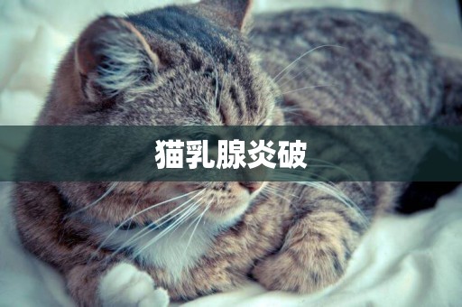 貓乳腺炎破
