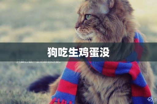 狗吃生雞蛋沒