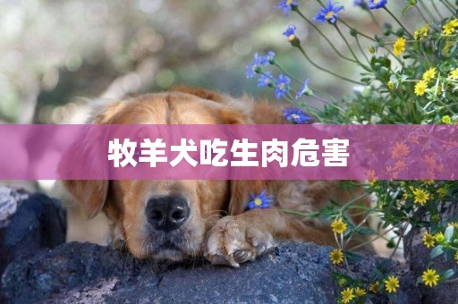 牧羊犬吃生肉危害