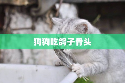 狗狗吃鴿子骨頭